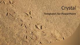  Presentation with tracks - Beautiful presentation featuring bird tracks on ground backdrop and a coral colored foreground