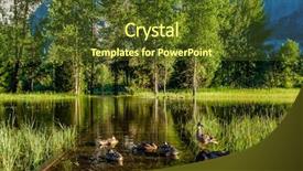  Presentation with yosemite - Slides enhanced with bird trail - meadow with flooded boardwalk background and a tawny brown colored foreground