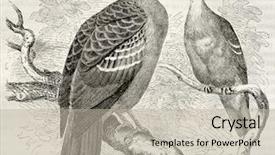  Presentation with old - Amazing slide set having bird tree - common bronzewing old illustration phaps backdrop and a mint green colored foreground