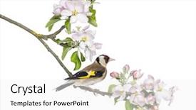  Presentation with branch - Audience pleasing slide set consisting of bird tree - european goldfinch carduelis carduelis perched backdrop and a white colored foreground
