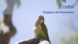  Presentation with parrot - Audience pleasing slide set consisting of bird tree - green quaker parrot backdrop and a sky blue colored foreground