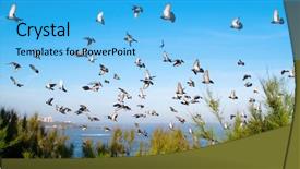  Presentation with sky blue and golden yellow - Beautiful presentation featuring bird tree - pigeons on blue sky backdrop and a  colored foreground