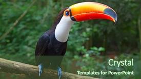  Presentation with bird - Presentation having bird watching - colorful tucan in the wild background and a tawny brown colored foreground