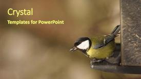  Presentation with fish feeder - Cool new presentation design with bird watching - great tit sitting backdrop and a tawny brown colored foreground