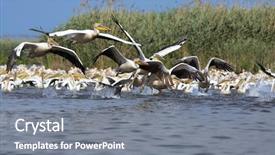 Presentation with lake - Presentation featuring bird watching - group of pelicans background and a gray colored foreground