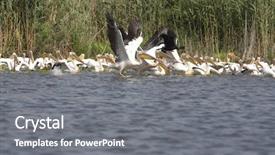  Presentation with group - Colorful theme enhanced with bird watching - group of white pelicans pelecanus backdrop and a gray colored foreground