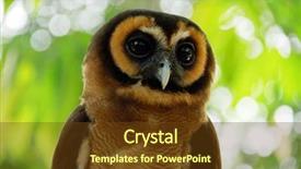  Presentation with tropical forest - Cool new presentation with bird watching - portrait of a cute owl backdrop and a tawny brown colored foreground