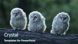  Presentation with three - PPT theme with bird watching - three owlets on bough background and a tawny brown colored foreground