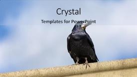  Presentation with rook - Cool new slide deck with bird watching - watchful rook corvus frugilegus perched backdrop and a light blue colored foreground