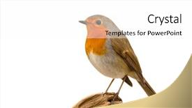  Presentation with bird - Colorful presentation design enhanced with bird with a orange feathers backdrop and a white colored foreground