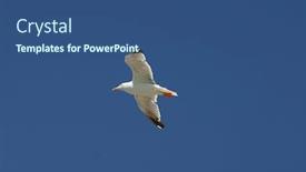  Presentation with to kill a bird - Beautiful PPT theme featuring bird backdrop and a ocean colored foreground