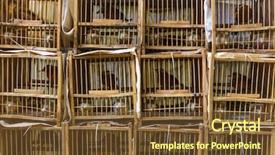  Presentation with market - PPT theme with plovdiv bulgaria - august 20 2016  background and a tawny brown colored foreground