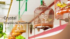  Presentation with birdcage - Presentation design with plovdiv bulgaria - august 20 2016  background and a gray colored foreground