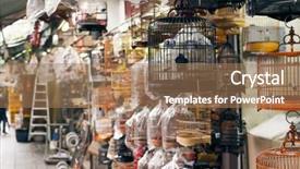  Presentation with hong kong - Beautiful slide deck featuring school boy portrait near green blank chalkboard background point gesture dressed in classic suit one pupil education concept backdrop and a dark gray colored foreground.