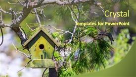  Presentation with branch - Presentation having birdhouse-nestles-among-birch-branch background and a tawny brown colored foreground