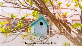  Presentation with tree - Presentation with birdhouse-nestles-hanging-on-tree background and a coral colored foreground