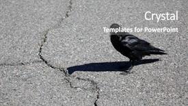  Presentation with crow - Theme with birding - crow black crow american black background and a gray colored foreground