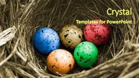  Presentation with genetically modified food trial version - Colorful presentation theme enhanced with spring birds - closeup of bird's-nest color version backdrop and a tawny brown colored foreground