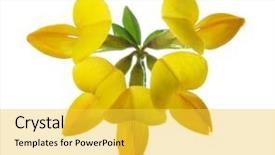  Presentation with white lotus flower - PPT theme with spring birds - flower of bird's-foot trefoil lotus background and a yellow colored foreground