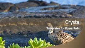  Presentation with hawaii - Slide deck having endangered birds - nene is hawaii's state bird background and a  colored foreground