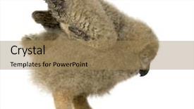  Presentation with black hawk eagle - Presentation theme enhanced with baby birds - young eurasian eagle owl background and a coral colored foreground