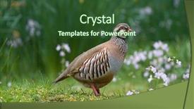  Presentation with red wedding carnations - Amazing PPT theme having birds alectoris - red-legged partridge backdrop and a tawny brown colored foreground