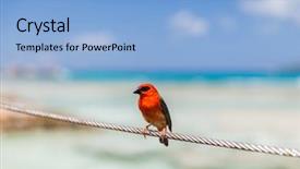  Presentation with birds - Colorful presentation enhanced with birds and wildlife concept - red backdrop and a  colored foreground