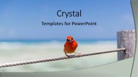  Presentation with cardinal - PPT layouts with birds and wildlife concept - red background and a  colored foreground