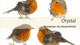  Presentation with robin bird - Beautiful theme featuring bird robin isolated on white backdrop and a lemonade colored foreground