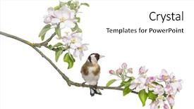  Presentation with european union single market - PPT theme having bird tree - european goldfinch carduelis carduelis perched background and a white colored foreground