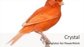  Presentation with branch - Slides enhanced with a branch against white background and a white colored foreground