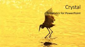  Presentation with wild birds black capped chickadee - PPT theme enhanced with birds backgrounds in my portfolio background and a yellow colored foreground