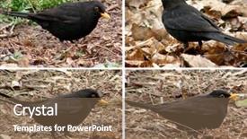  Presentation with birds - Amazing slide set having birds blackbirds on the background backdrop and a  colored foreground
