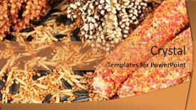  Presentation with parrots - Slide deck enhanced with birds cardinal - food for parrots close-up background and a gold colored foreground