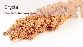  Presentation with parrots - Beautiful PPT theme featuring birds cardinal - food for parrots isolated backdrop and a lemonade colored foreground