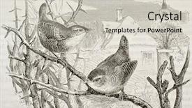  Presentation with paris - Beautiful PPT theme featuring birds drawings - dunnock old illustration prunella modularis backdrop and a  colored foreground