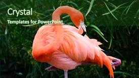  Presentation with flamingo - Cool new theme with birds drawings - flamingo backdrop and a tawny brown colored foreground