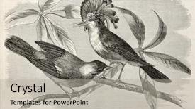  Presentation with royal - Beautiful PPT layouts featuring birds drawings - old illustration of royal flycatcher backdrop and a light gray colored foreground