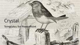 Presentation with old - PPT theme enhanced with birds drawings - robin old illustration erithacus rubecula background and a light gray colored foreground