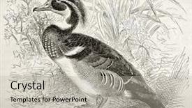  Presentation with old-wood - PPT theme consisting of birds drawings - wood duck old illustration aix background and a light gray colored foreground