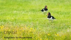  Presentation with oyster - Audience pleasing theme consisting of birds-eurasian-oyster-catchers backdrop and a yellow colored foreground