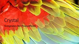  Presentation with feather - Audience pleasing presentation theme consisting of birds feather - close up colourful wings backdrop and a red colored foreground