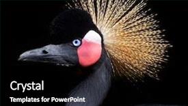  Presentation with crane - Beautiful slide set featuring birds feather - close-up of a crowned crane backdrop and a black colored foreground