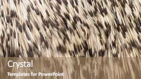  Presentation with marble texture and - Theme having birds feather - emu bird texture background and a coral colored foreground