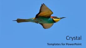  Presentation with bee - Presentation with birds feather - european bee-eater merops apiaster background and a  colored foreground