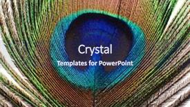  Presentation with peacock - Theme featuring birds feather - peacock background and a navy blue colored foreground