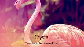  Presentation with flamingo - Amazing PPT theme having birds feather - pink flamingo close-up in singapore backdrop and a coral colored foreground