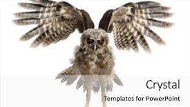  Presentation with old movie strip - Amazing presentation having birds feather - portrait of brown wood owl backdrop and a white colored foreground