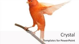  Presentation with branch - Colorful PPT theme enhanced with birds feather - red canary serinus canaria perched backdrop and a white colored foreground