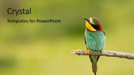  Presentation with branch - PPT theme enhanced with birds feather - small bird perched background and a gold colored foreground